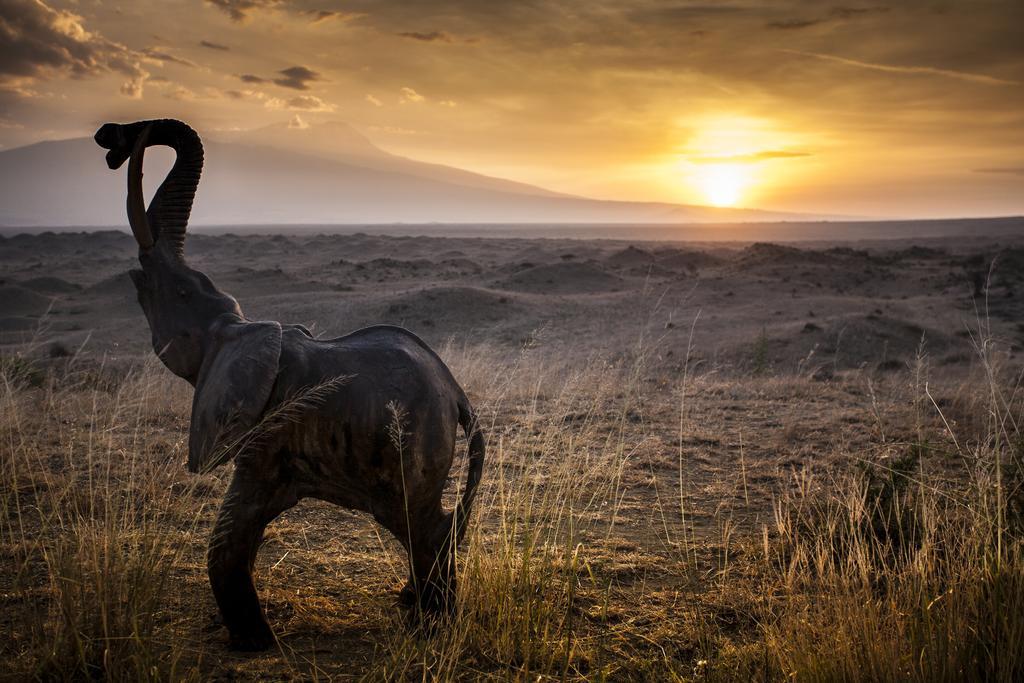 Original Maasai Lodge - Africa Amini Life Engare Nanyuki Εξωτερικό φωτογραφία